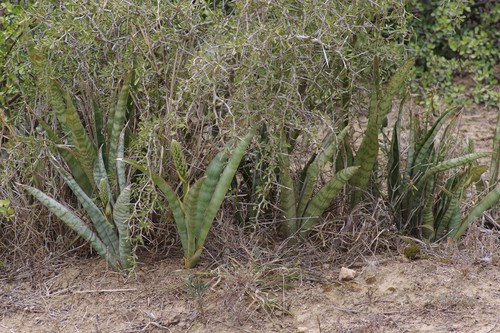 Sansevieria hyacinthoides