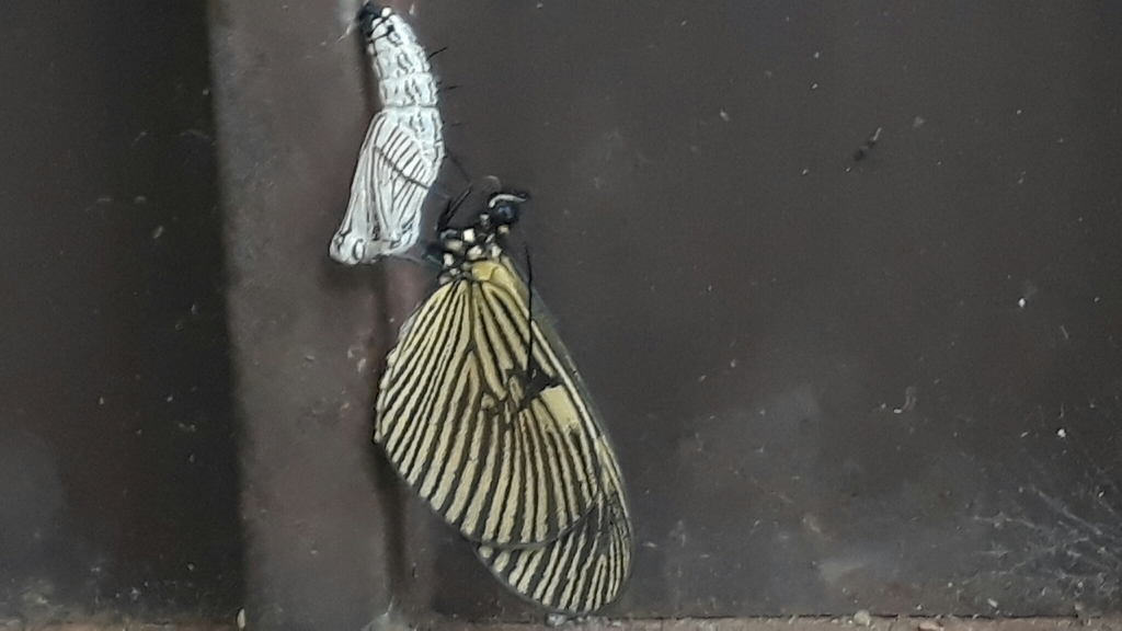 Actinote genitrix