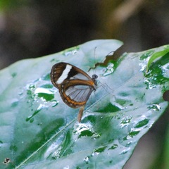Dismorphia theucharila fortunata