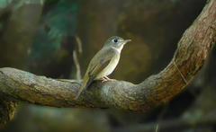 Muscicapa muttui