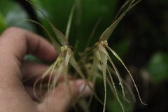 Pleurothallis phalangifera