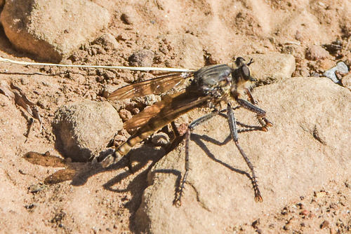 Unknown species found near Turkey Mountain Urban Wilderness Area, Tulsa, OK, USA