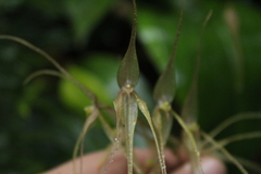 Pleurothallis phalangifera
