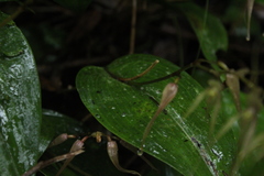 Pleurothallis phalangifera