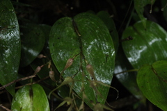 Pleurothallis phalangifera