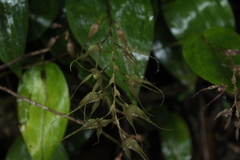 Pleurothallis phalangifera