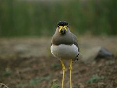 Vanellus malabaricus