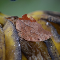 Image of Fountainea glycerium
