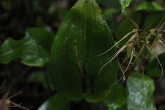 Pleurothallis phalangifera
