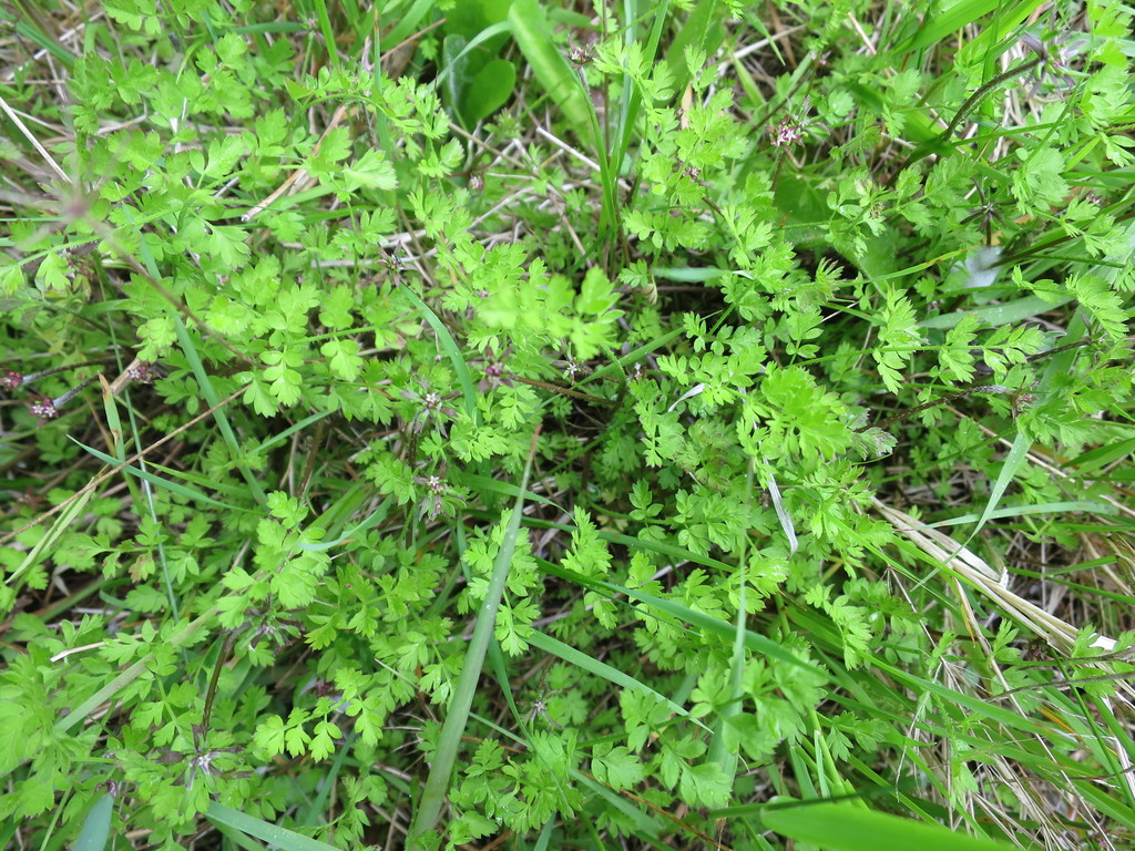 Chaerophyllum ramosum