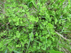 Chaerophyllum ramosum