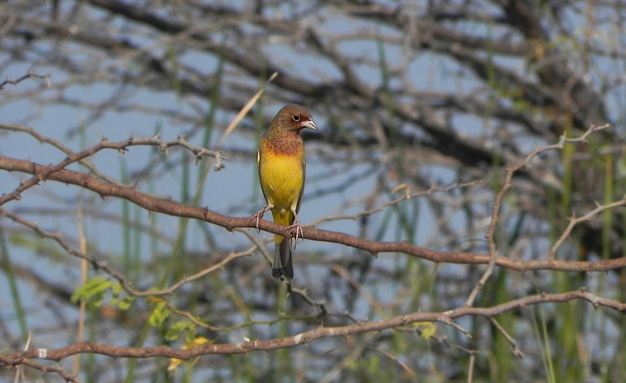 Red-headed Bunting