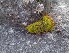 Tortula muralis