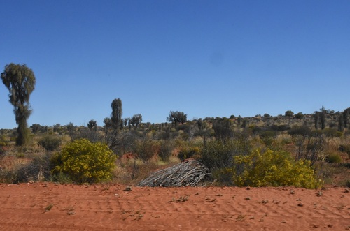 desert sheoak