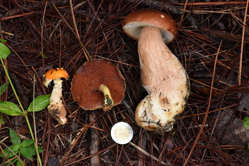 Boletus edulis