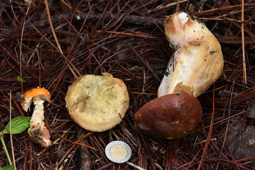 Boletus edulis (Photo 3 of 3)
