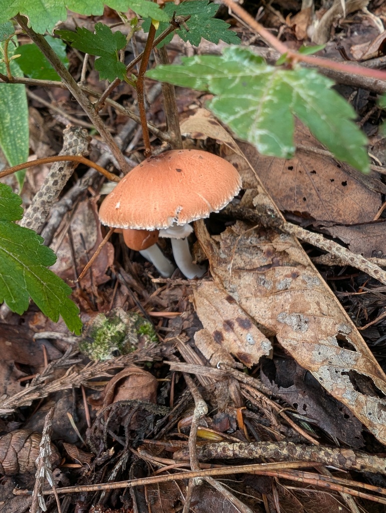 Leucoagaricus rubrotinctus · October 2025 · photo: © atsushi_nakajima_cirque (iNaturalist, cc-by)