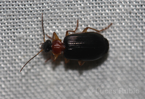 Lebia platensis