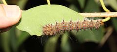 Holocerina smilax