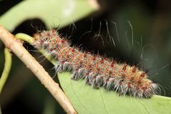 Holocerina smilax