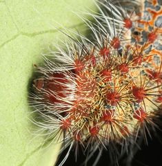 Holocerina smilax