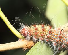 Holocerina smilax