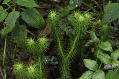 Phlegmariurus hippurideus