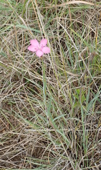 Dianthus basuticus basuticus