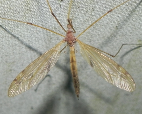Unknown species found near Muddy Brook Valley Ware, Ma.