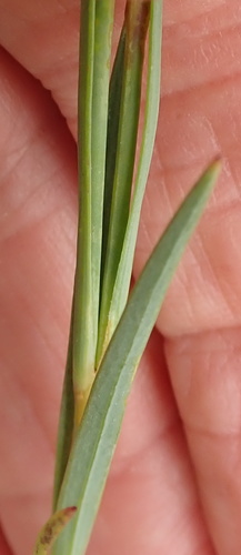 Image of Lesotho Pink (Dianthus basuticus) by no rights reserved