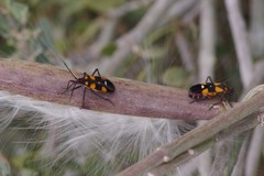 Oncopeltus famelicus