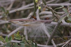 Oncopeltus famelicus