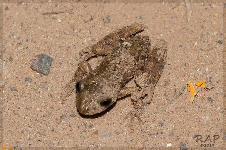 Dwarf Snouted Treefrog