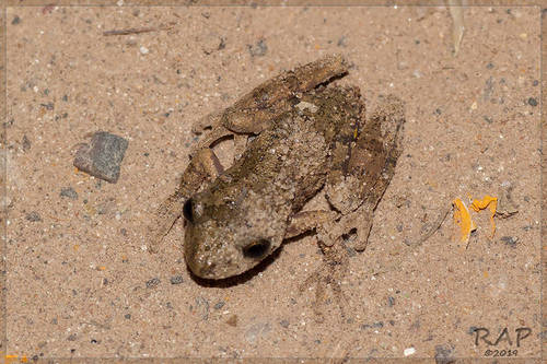 Dwarf Snouted Treefrog, Ololygon berthae