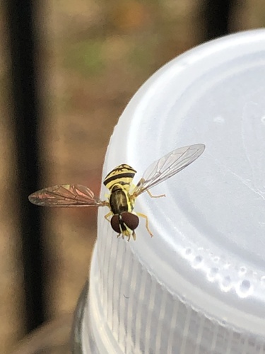 Unknown species found near Hillcrest St, Clinton, TN, US