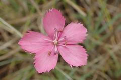 Dianthus basuticus basuticus