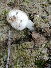 Amanita torrendii