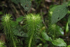 Phlegmariurus hippurideus