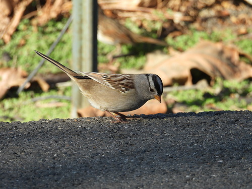iNaturalist observation photo of White-crowned Sparrow