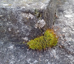 Tortula muralis