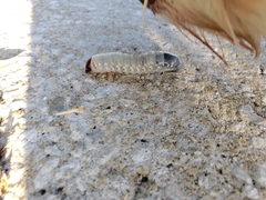 Scarabaeoidea
