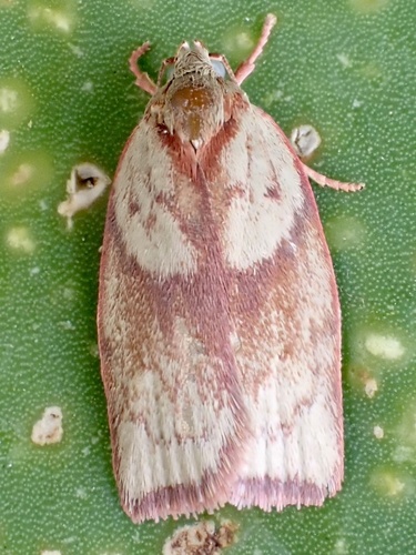 Euchaetis iozona