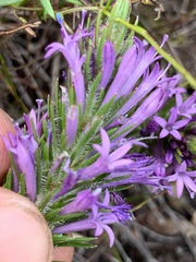 Merciera azurea
