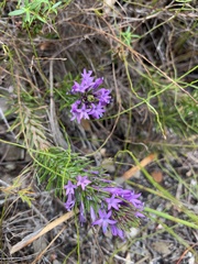 Merciera azurea