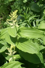 Maianthemum racemosum