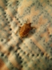 Rhaphigaster nebulosa