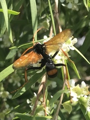 Cryptocheilus australis