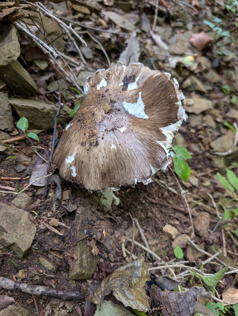 Amanita pseudoporphyria · October 2025 · photo: © atsushi_nakajima_cirque (iNaturalist, cc-by)
