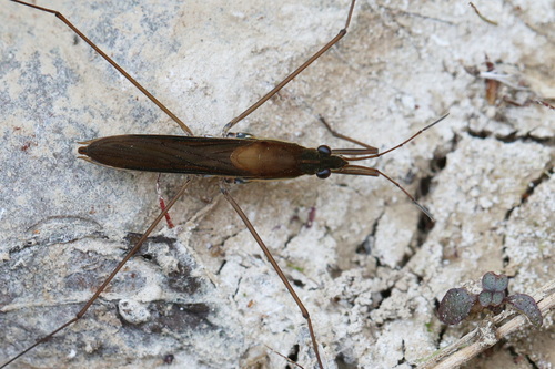 Limnoporus rufoscutellatus