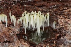Mucronella fusiformis image